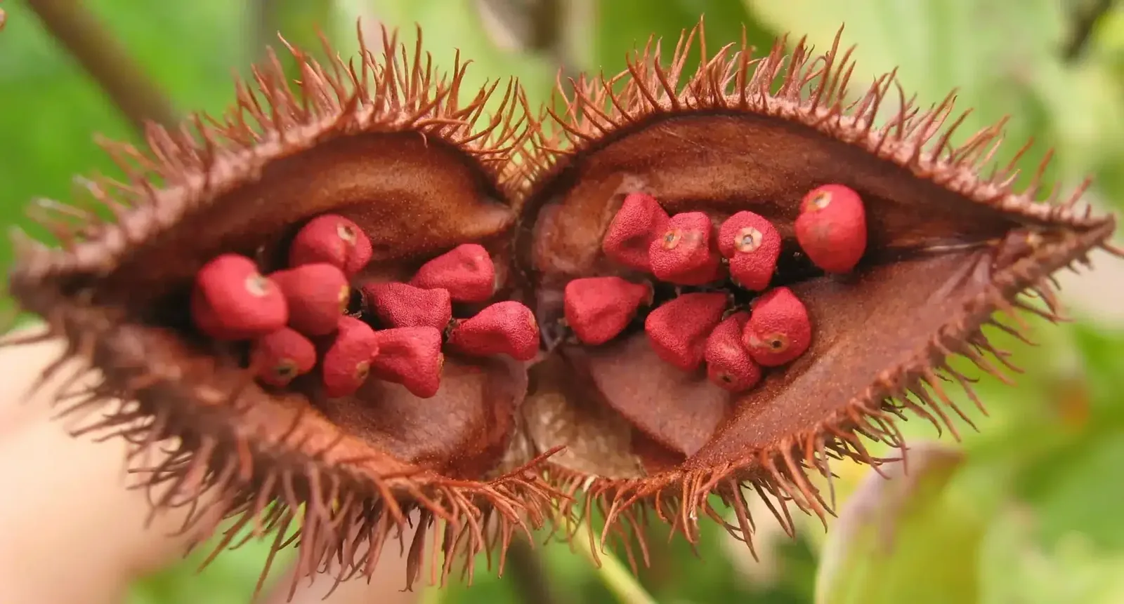 Achiote para preparar el pollo en achiote costarricense