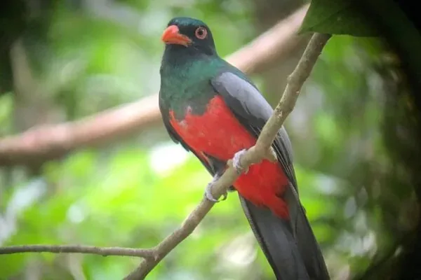Tropical bird photographed on the private birding tour near Manuel Antonio