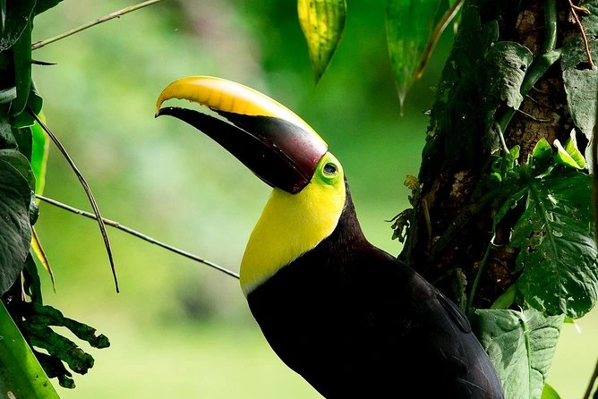 Keel-billed toucan spotted on a birdwatching tour near Manuel Antonio, Costa Rica