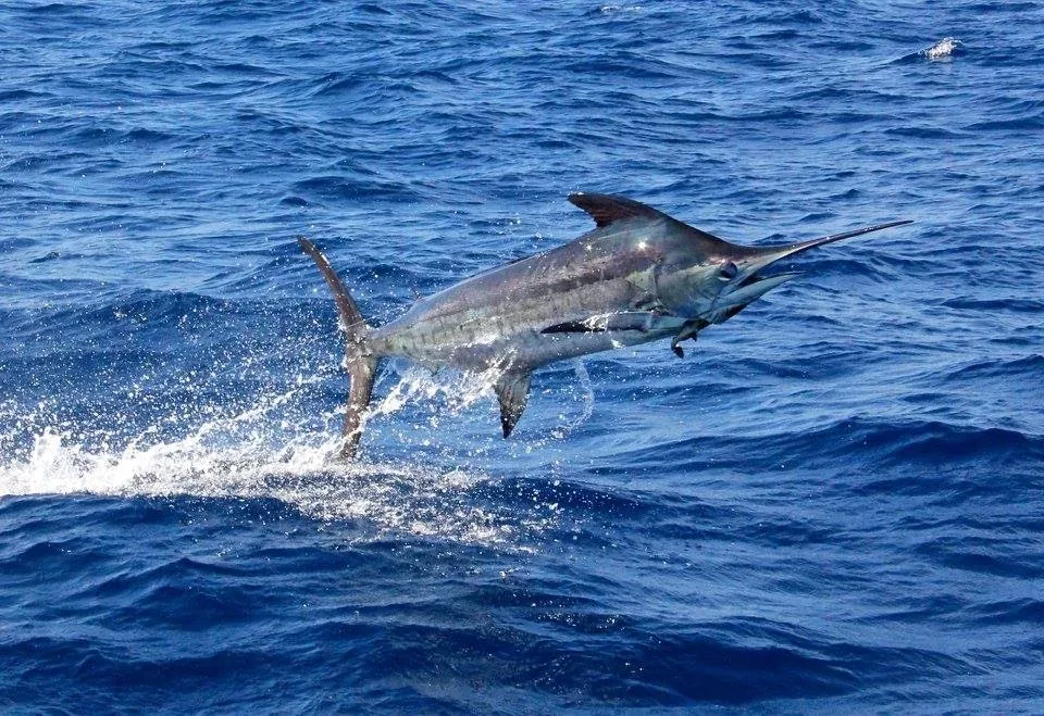 El equipo Pura Vida gana el Bisbee's Costa Rica Offshore 2026