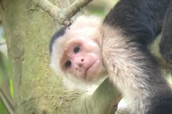 Mono carablanca en Manuel Antonio