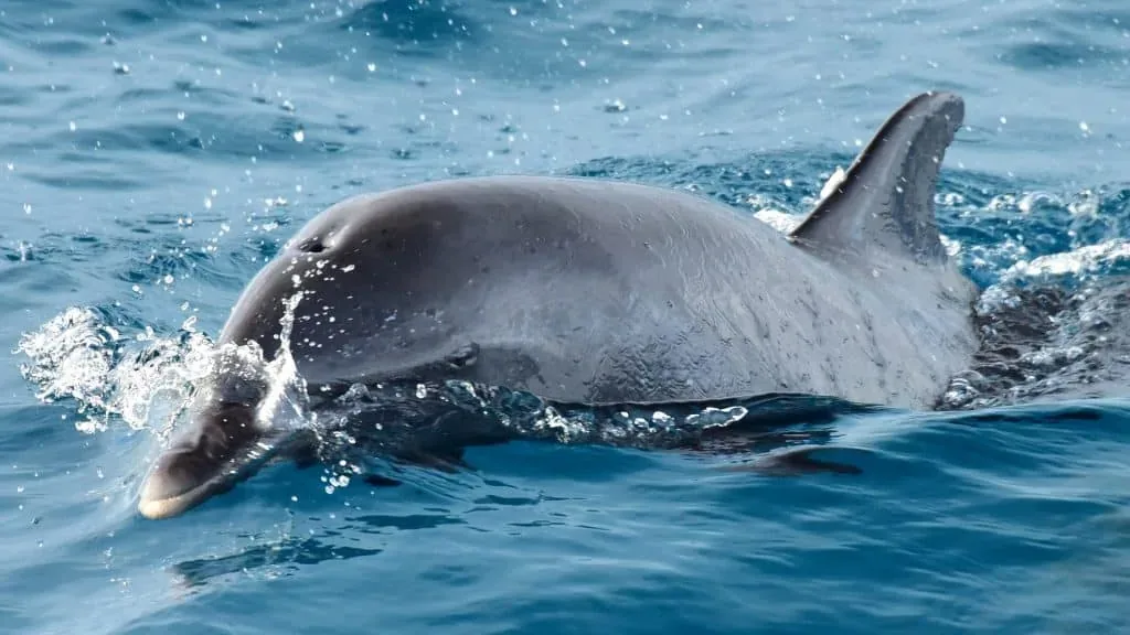 Delfines junto al tour en catamarán