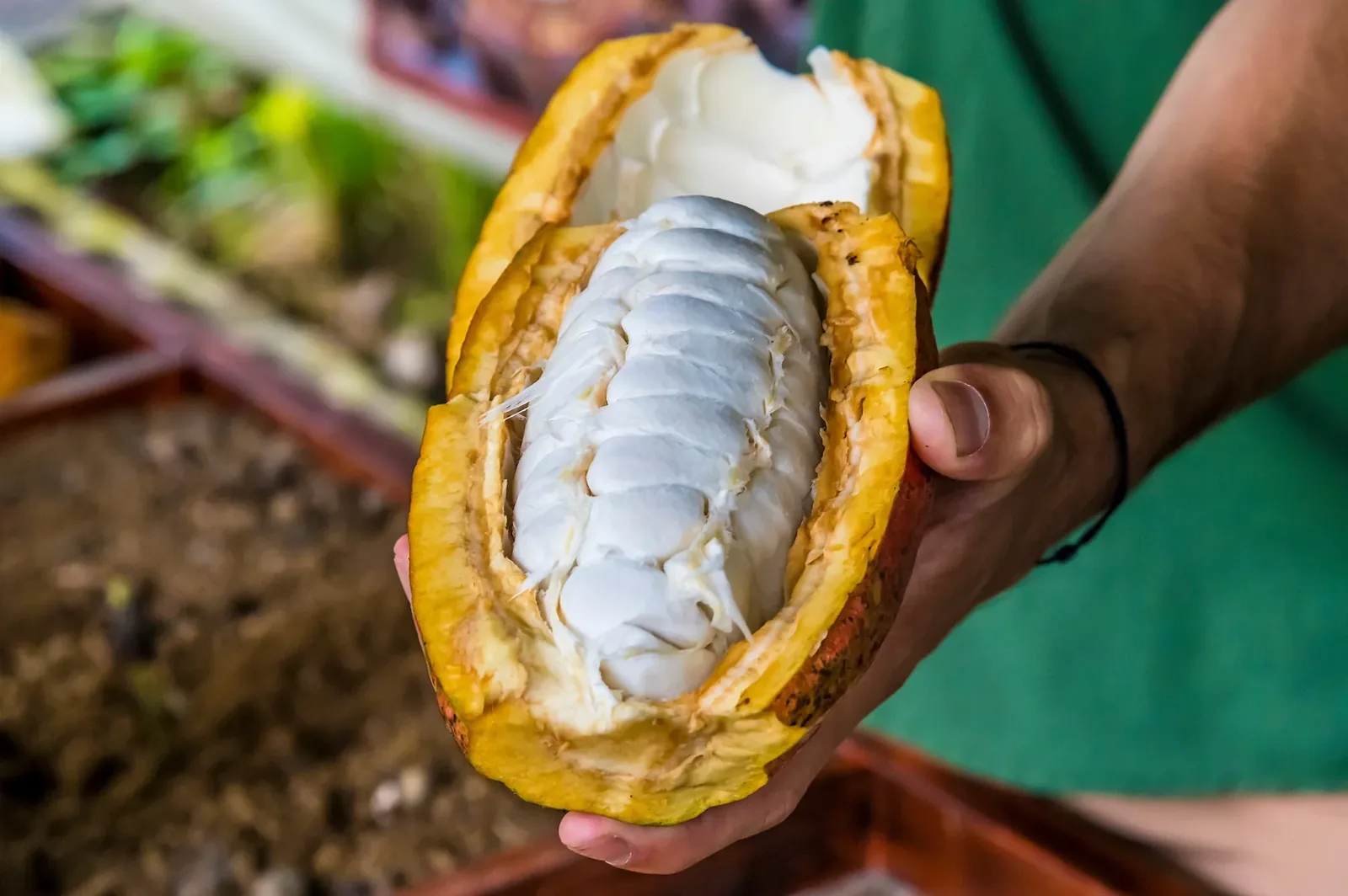 Cacao pod on the chocolate coffee and vanilla tour manuel antonio costa rica