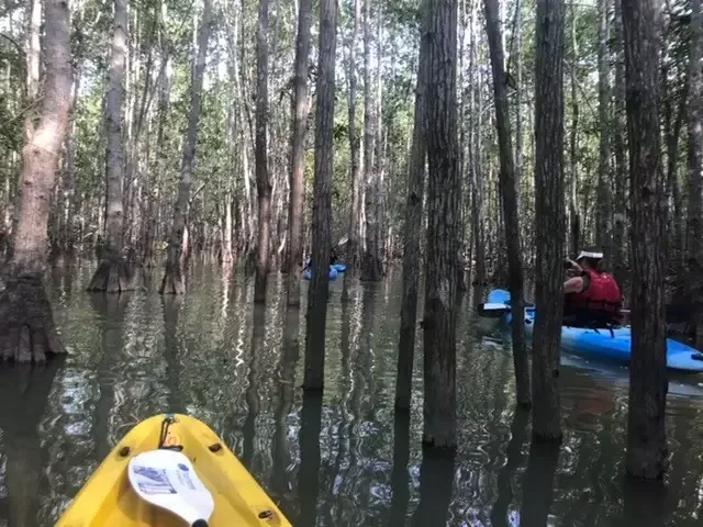 Personas remando en kayak por los tranquilos canales de manglar del estuario de Isla Damas cerca de Manuel Antonio