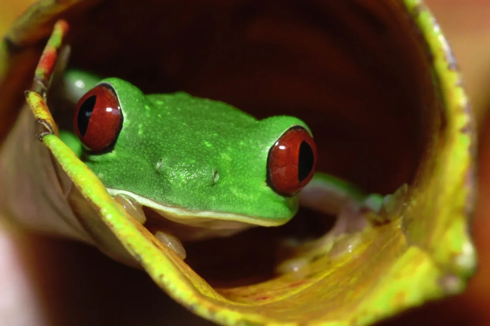 Rana de ojos rojos en la caminata nocturna