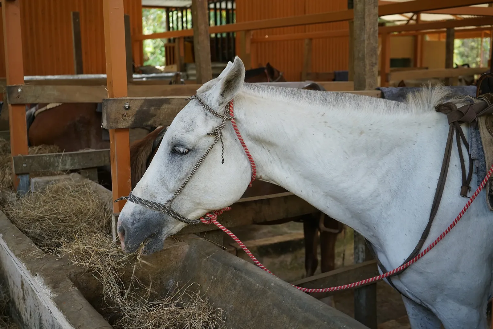 Horseback riding