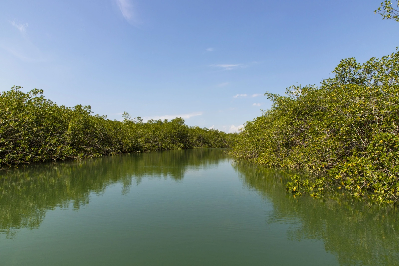 Canal ancho de manglar con agua verde y quieta y paredes de mangle a ambos lados en Isla Damas, Costa Rica