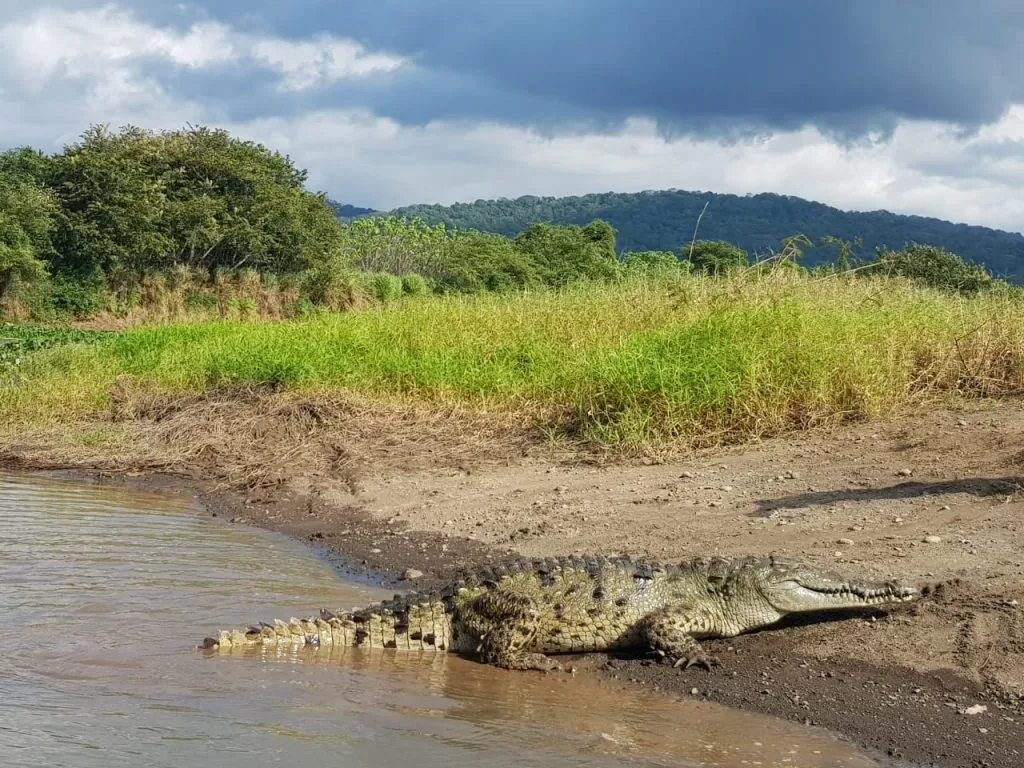 Safari de cocodrilos