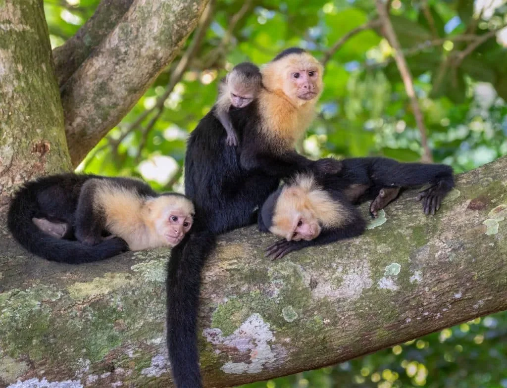 Mono carablanca en el Parque Nacional Manuel Antonio