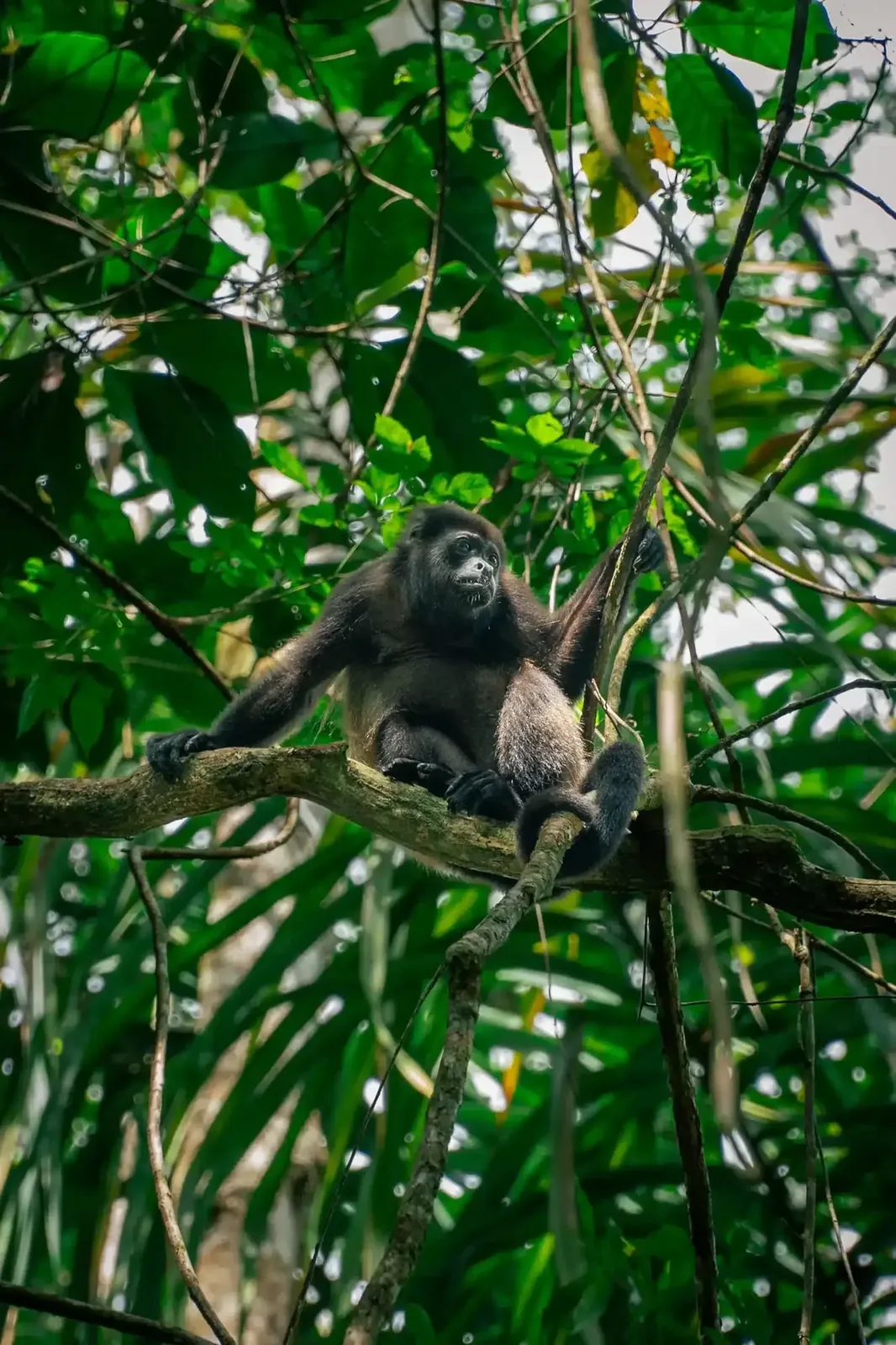 Wildlife inside Manuel Antonio National Park