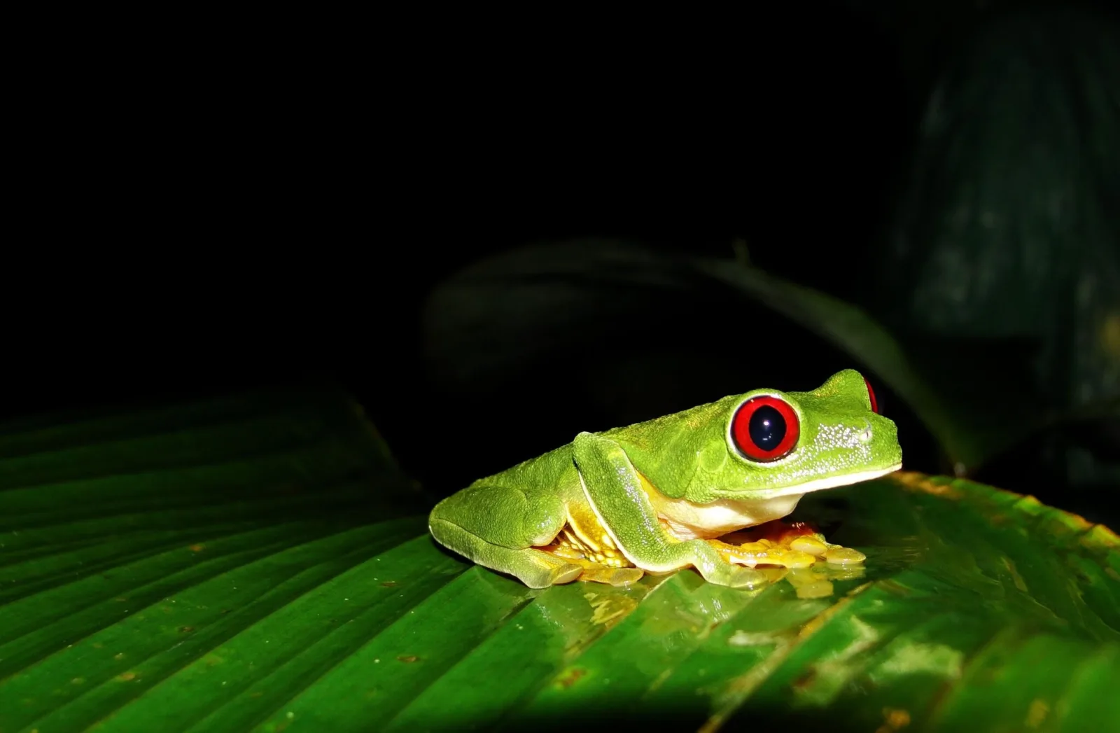 Red Eyed tree frog spotted during the night hike in manuel antonio costa rica