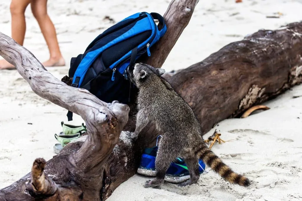 Cuide sus pertenencias de la vida silvestre en Manuel Antonio