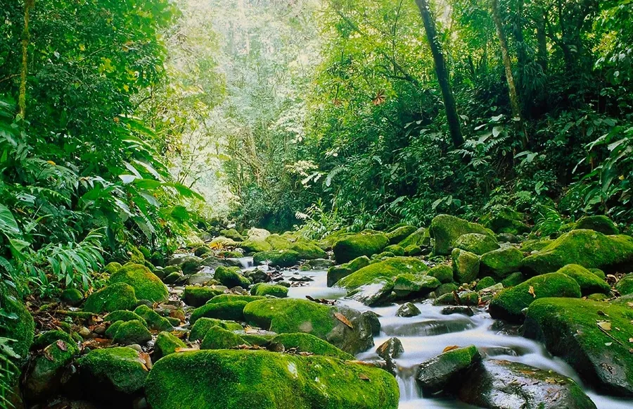 Monteverde Cloud Forest hanging bridges, Costa Rica