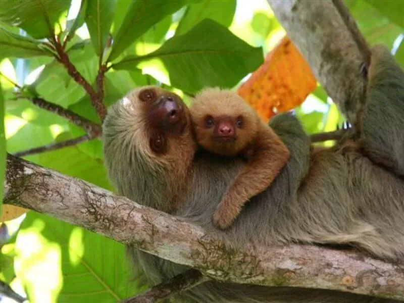 Perezosos en el Parque Nacional Manuel Antonio