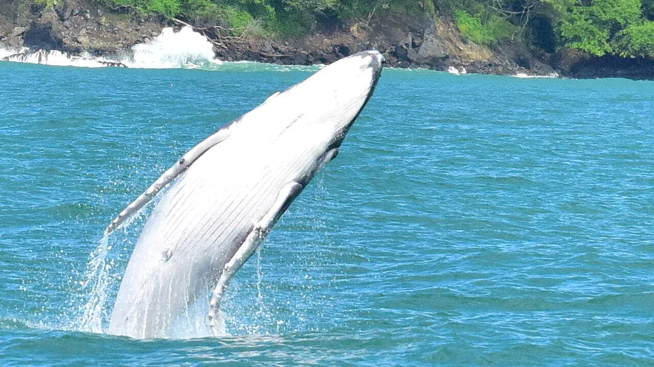 Ballena jorobada cerca del Parque Nacional Marino Ballena