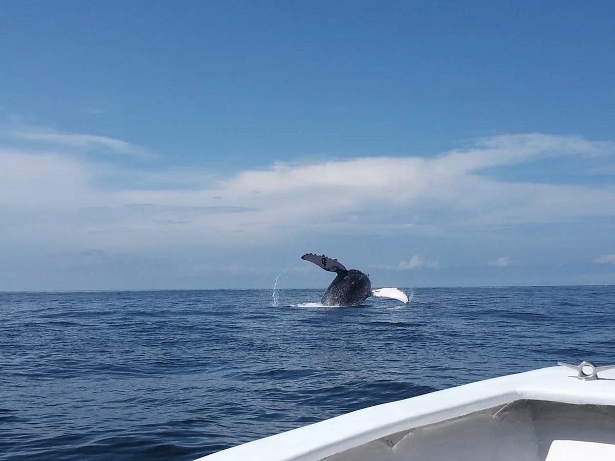 Snorkel & Boat Tours