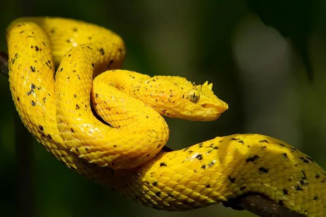 Víbora de pestañas enroscada en una rama